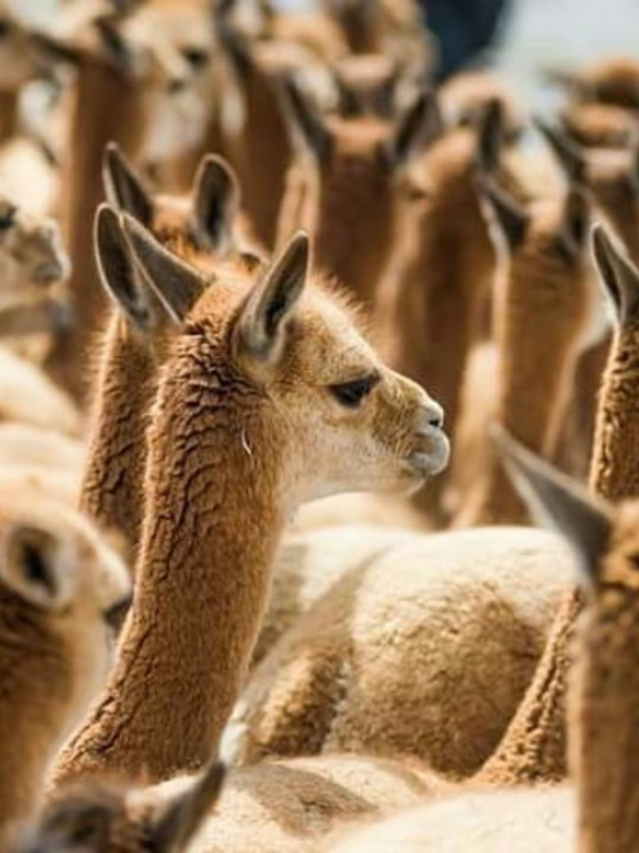 Classic Vicuña scarf - QINTI The Peruvian Shop